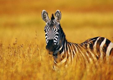 Thuật toán Google zebra phạt những lỗi nào